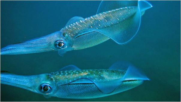 Chiêm bao thấy con mực đánh con bao nhiêu về bờ an toàn nhất?